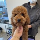 The 사랑할 개 이미지