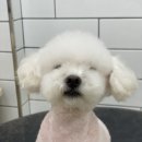 호야네애견샵 이미지