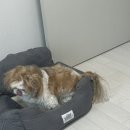 올펫살롱 이미지