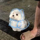 일주일간의 소비 일기