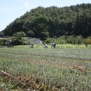 머리농장 이미지