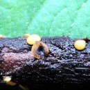 긴포자코털버섯 (임시명) 이미지