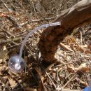 자작나무민박 이미지