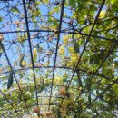 조야초등학교 | 대구 금호강 하중도 황화 코스모스 2025 대구정원박람회