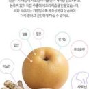 배 도라지 효능 배도라지즙만드는 법. 이미지