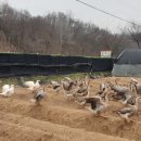 양림농장 이미지