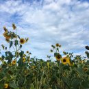 해바라기 이미지