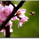 오늘 4월 12일의 꽃말은 -- 복숭아꽃 ( Peach ) -- 입니다 이미지