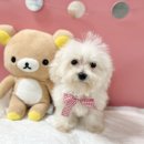 상대지구대 이미지