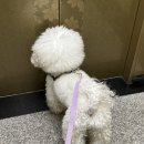 크리스타일 | 상무지구 강아지미용 비숑 전문 크리스타일 후기 (쌍촌동 애견미용)