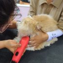 고양이무마취미용 냥지곤지 이미지