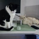 펫돌봄(돌봄컴퍼니) | [묘생일기log.06] 고양이 펫시터 어플 펫봄 후기 (내돈내산)