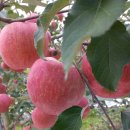 미화농장 이미지