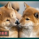 디어몽몽 네이버블로그