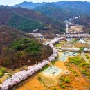60년 수령 왕벚나무길이 26.6km라고?... 국립수목원이 인정한 벚꽃길 드라이브 코스 이미지