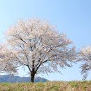 벚꽃길13 이미지