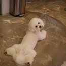 견사무소 호텔 유치원 이미지