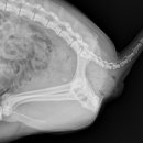 해맞이 동물병원 이미지