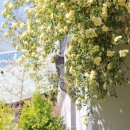 진해구 ⓒ-4 | 창원 진해 카페 송학커피 목향장미 포토존 가득