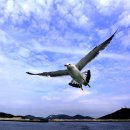 옹도