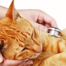 둔산동물병원 이미지