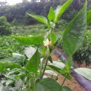 흙내음농장 이미지