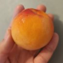 쪼개니 | 살구 제철 언제? 달콤한 살구 후기부터 효능·보관법·레시피까지 총정리