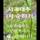 20240505~6 천도복숭적과 사과대추 대추순따기 이미지