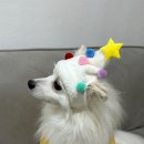 하늘바라기펫푸드 강아지수제간식 강아지케이크 이미지
