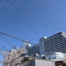 헐리우드 | 강릉 세인트존스 호텔 슈페리어 헐리우드 투베드룸 후기