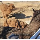 보어염소천국 이미지