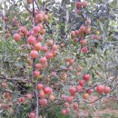 효포초등학교 이미지