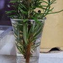 로즈마리삽목 이미지