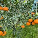 대박기원농장 이미지