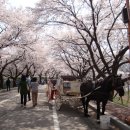 충주호 벚꽃 터널과 수안보 벚꽃길 이미지