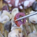 후포항 | 도심 속 바다 한입, 분당 울진후포항 회 맛집 후기