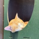청주고양이입양지원센터 애니멀공화국 | 청주 고양이 입양 지원센터 애니멀 공화국 고양이 카페