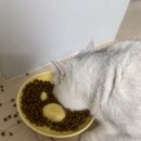 개와 집사의 시간 | [참참볼] 고양이 슬로우식기로 급체토 완벽 방지! 집사의 찐 만족 후기
