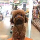 둥글개 둥글개 이미지