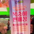 우승목장2 | 2026 세종 조치원 복숭아축제 후기｜주차·셔틀버스·공연·물놀이·푸드트럭 총정리