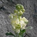 비단향꽃무 이미지