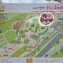 중부-현장-중부-329 | [양산시] <황산공원> '댑싸리'가 붉게 물들고 있어 다녀왔어요(실시간, 주차정보) 2025.10.25