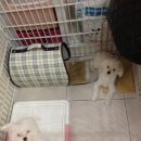 미니 & 바니 애견샵 이미지