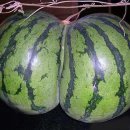 친구야놀러와