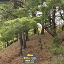 (주)쇼웍스 | 경주여행 2일차~(평일 불국사,경주월드)