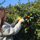 소남못펜션 | 서귀포 안덕 숙소 추천: 카멜리아힐 &amp; 오설록 근처 감귤 체험 가능한, 소남못 펜션 후기