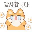 해피캣타운 고양이강아지 서울충무로점 이미지