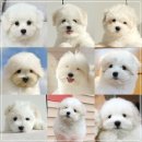 유어펫 라운지 강아지분양 | 강남 꼬똥드툴레아분양 원탑은 유어펫