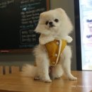 에스엘 독 이미지