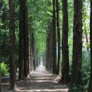 메타세콰이어길 이미지